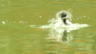 Canvasback  Grenadier Pond High Park [upl. by Steady]