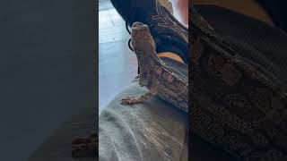 Frilled Lizards Comical Escape Attempt [upl. by Terza]