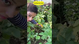 September Harvest  Sabhi baskets full ho gayi shorts [upl. by Rhiana]