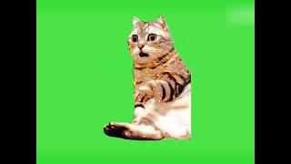 Funny Cat Clips with Green Screen Effects 2024 [upl. by Nylecoj180]