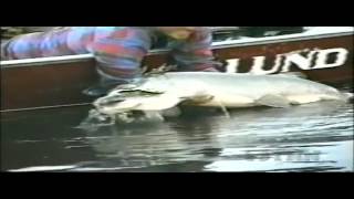 World Record Musky [upl. by Mattie575]