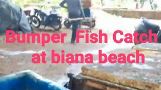 Bumper Fish Catch at Biana Beach 2021 [upl. by Antonia]