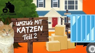 🔥5 Tipps  Umzug mit Katzen  2  umziehen mit Katze  was beachten Stressfrei ins neue Zuhause [upl. by Etnomal931]