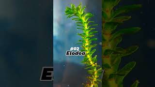 Top 5 FastGrowing Aquarium Plants☘️plantedtank aquarium [upl. by Goraud]