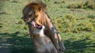 African lions mating lions [upl. by Irej]