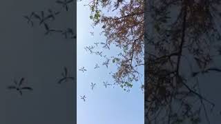 Helicopter Seeds Falling off a Maple Tree Fascinating Phenomenon of nature [upl. by Airoled269]