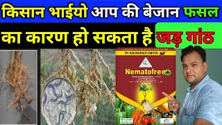 जड़ गांठ की पहचान और रोकथाम  नीमाटोड की पहचान कैसे करें  How to control Nematodes [upl. by Kiri]