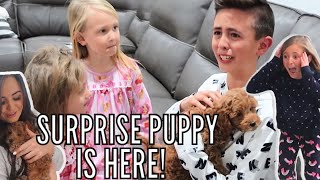 KID CRIES After Seeing Our BRAND NEW PUPPY  SURPRISING the Family with a PUPPY [upl. by Aisela]