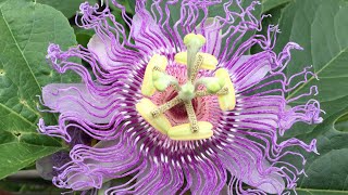 Medicinal Plant  Passion Flower [upl. by Favrot936]