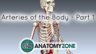 Arteries of the body  PART 1  Anatomy Tutorial [upl. by Hutchins267]