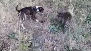 SHOCKING FOOTAGE  PITBULL DESTROYS RACCOON  pitbulls raccoon animals [upl. by Laefar]