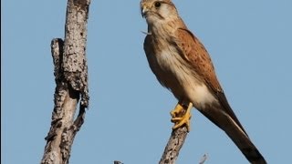 Australian or Nankeen Kestrel Falco cenchroides [upl. by Ailemaj270]