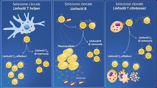 Selezione clonale e risposta immunitaria specifica [upl. by Noryb]