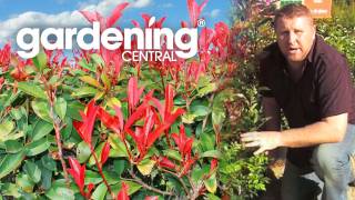 How to choose a hedge for your garden  hedging information [upl. by Notsla180]