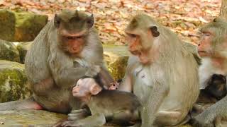 Omg cute baby monkey angry mom Loni disturb while drinking Milk very nice clip to watch [upl. by Ynaffyt]