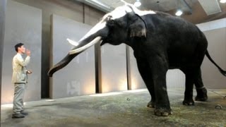 Elephant can imitate human speech researchers [upl. by Kaltman]