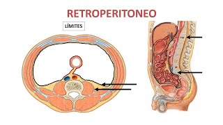 Retroperitoneo Tercera parte 3 de 3 [upl. by Garwin931]