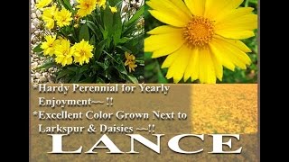 Lance Leaf Coreopsis Seed  Coreopsis lanceolata FLOWER SEEDS on wwwMySeedsCo [upl. by Garry]