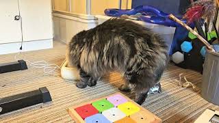 Fluffy cat plays and splashes at the cat fountain [upl. by Nyer82]