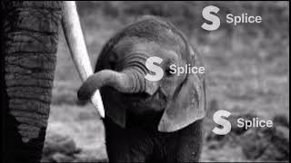 Pathos commercial save Asian elephants￼ [upl. by Oirobil736]