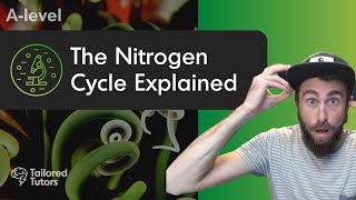 The Nitrogen Cycle Explained  A Level Biology Revision  AQA [upl. by Dahaf]