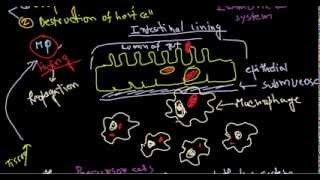 Salmonella pathogenesis [upl. by Assyral]