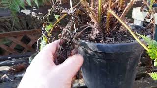 cyathea cooperi update [upl. by Haon]