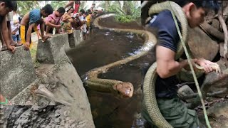 HUMAHARANG SA DAAN NA JUMBO KING COBRA NAHULI NA [upl. by Sidoney940]