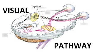 Visual Pathway [upl. by Zela]