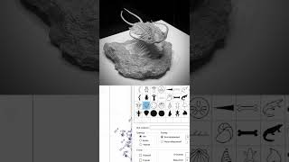 trilobite amp micromine трилобиты майкромайн [upl. by Barbur]