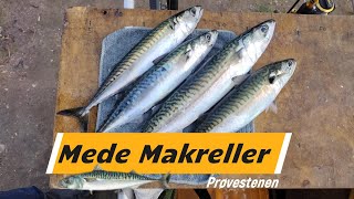 Mede Makrel Sept 2024 Prøvestenen [upl. by Canter]