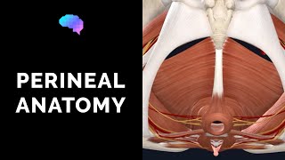 Anatomy of the Perineum 3D tutorial  UKMLA  CPSA [upl. by Atiuqam]