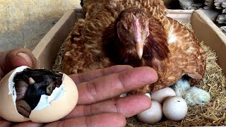 How Chicken hatch eggs and how newly hatched chicks look [upl. by Jaye72]