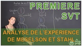 Analyse des résultats de lexpérience de Meselson amp Stahl  SVT  1ère  Les Bons Profs [upl. by Homere]