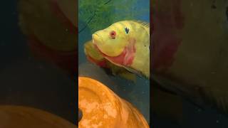 Trimac Cichlid aquarium cichlid reddevils [upl. by Janean]