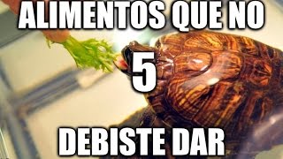 5 ALIMENTOS QUE NO DEBES DAR A TU TORTUGA [upl. by Mosa]