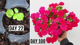 RIGHT Way To GROW Impatiens from Seeds  START to FINISH [upl. by Akerboom]