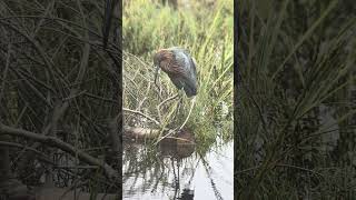 Reddish Egret Foraging [upl. by Skillern]