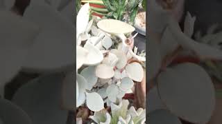 Kalanchoe Bracteata Silverspoon succulent plant succulents plants cactus homegarden hack [upl. by Halie546]