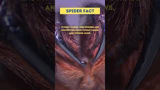 Sydney Funnel Web Spider Insect Fact [upl. by Rebe]