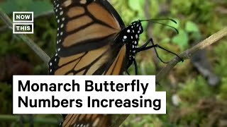 Endangered Monarch Butterfly Population Increases in Mexico [upl. by Bremble]