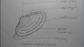 Oyster diagramঝিঁনুকdrawing  Lamellidens marginalis  HSC Biology2Ch2 [upl. by Aihsiek]