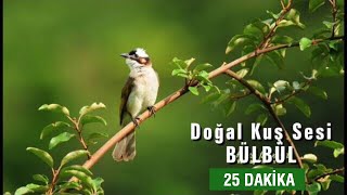 DogÌ†al KusÌ§ Sesi  RAHATLATICI TERAPIÌ‡ 25dk [upl. by Alrich]