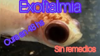 OJO HINCHADO  exoftalmia  EN PEZ BETTA [upl. by Aitret]