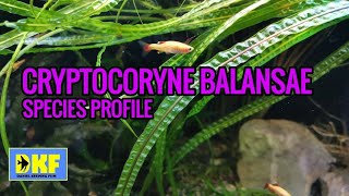 Cryptocoryne Balansae species profile [upl. by Okimat]