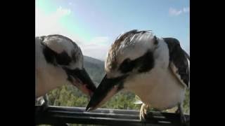 Kookaburra fighting over meat [upl. by Philips983]