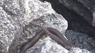 Huge Galapagos Snake at Punta Espinosa on Fernandina Island [upl. by Ennayd247]