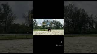 Dressage Training  Preliminary C course [upl. by Pogue]