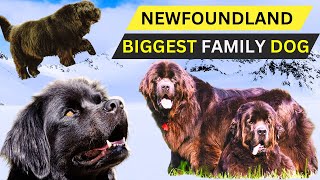 Newfoundland Dog breeds and How to Care for Them newfoundlanddog newfie newfoundland [upl. by Shepley]