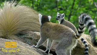 Ring Tailed Lemur NATURE HD 8k [upl. by Etteraj]